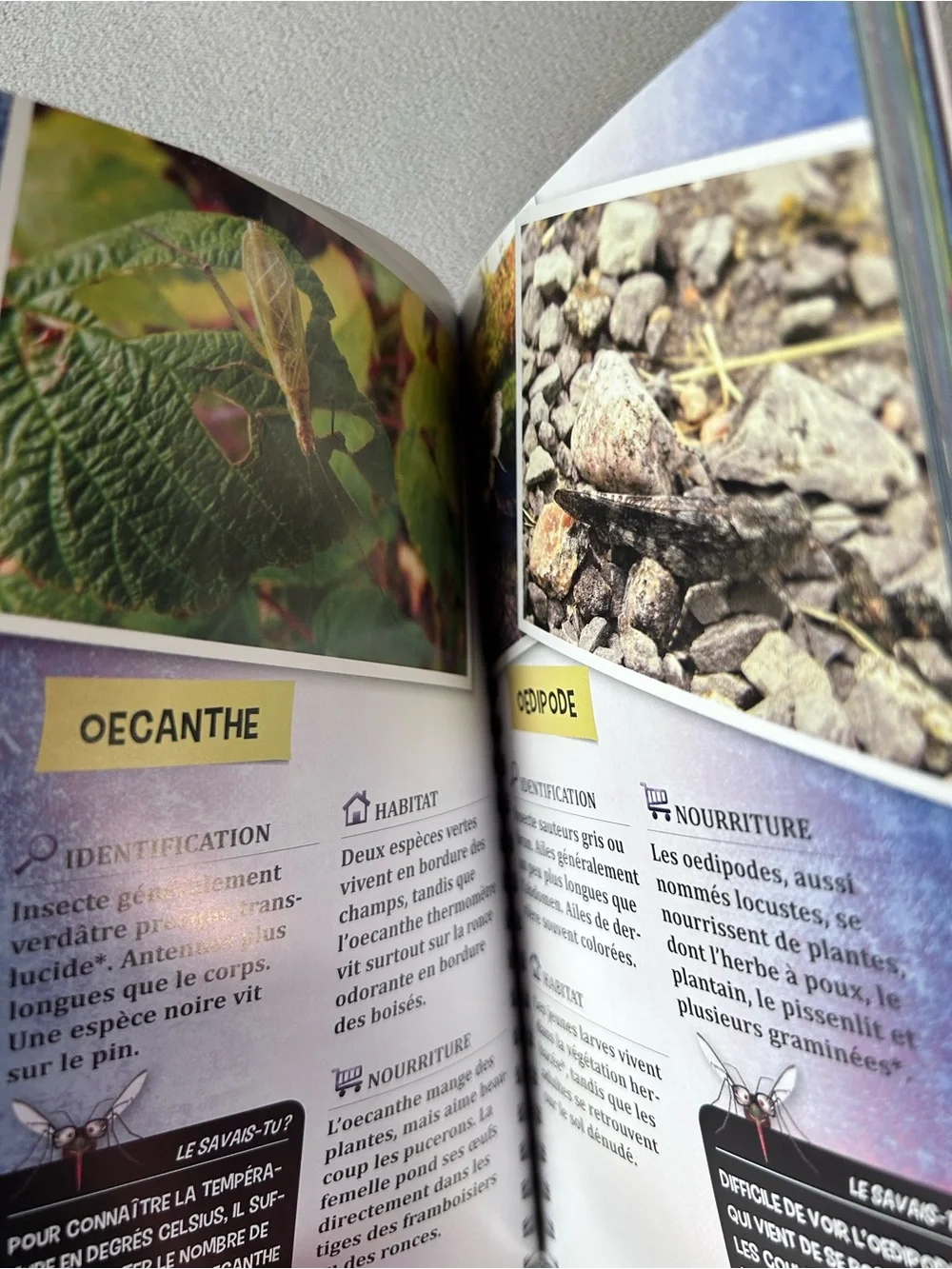 FRENCH ~ Insectes du Québec (Guide Jeunes explorateurs) ~ Brand New! - Picture 3 of 6